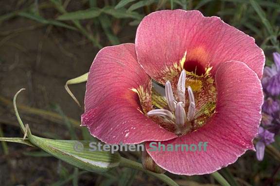 calochortus venustus 13 graphic